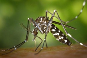 Casos de chikungunya crescem 624% em 2023