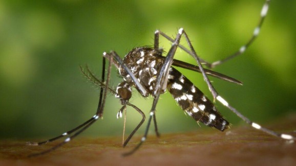 Casos de chikungunya crescem 624% em 2023